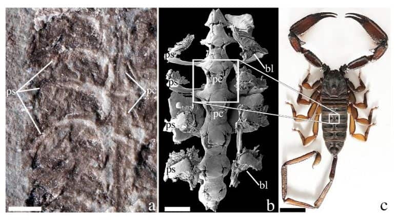 Scorpions believed to be the first animal to set foot on land