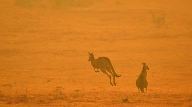 Australia: Authorities dropping food from helicopters to feed bushfire-ravaged animals Australia: Authorities dropping food from helicopters to feed bushfire-ravaged animals