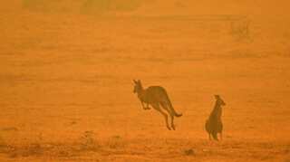 First tourists on cruise ship return to bushfire-hit Kangaroo Island