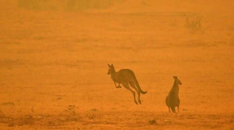 First tourists on cruise ship return to bushfire-hit Kangaroo Island