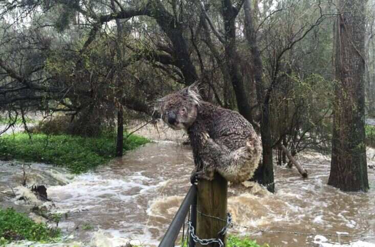 Australia: Floods, road closures affected bushfire-hit regions after heavy storm