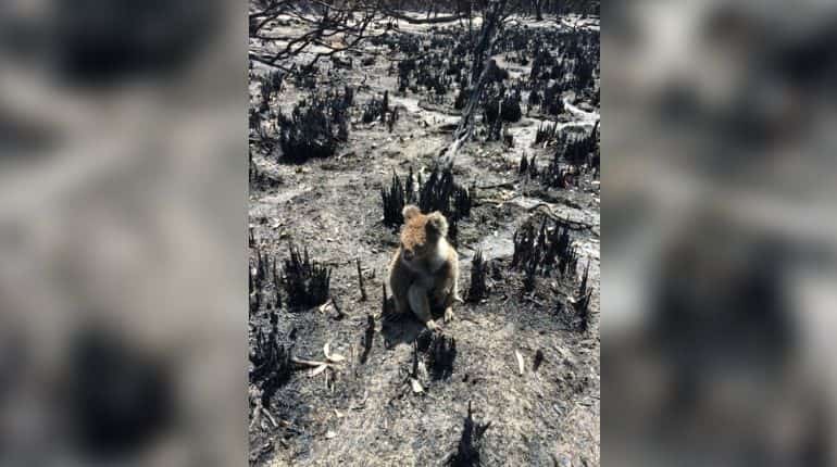 Dozens of koalas dead after logging at Australian plantation