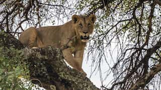 After attacks on people and livestock, Tanzania to relocate 36 Serengeti lions