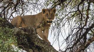 After attacks on people and livestock, Tanzania to relocate 36 Serengeti lions