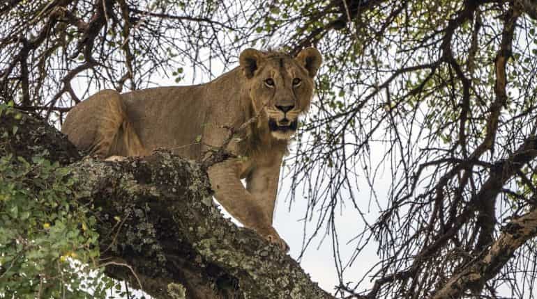 After attacks on people and livestock, Tanzania to relocate 36 Serengeti lions