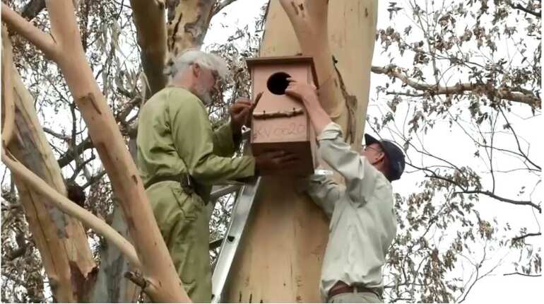 Australia: Volunteers set up shelters for homeless animals Australia: Volunteers set up shelters for homeless animals