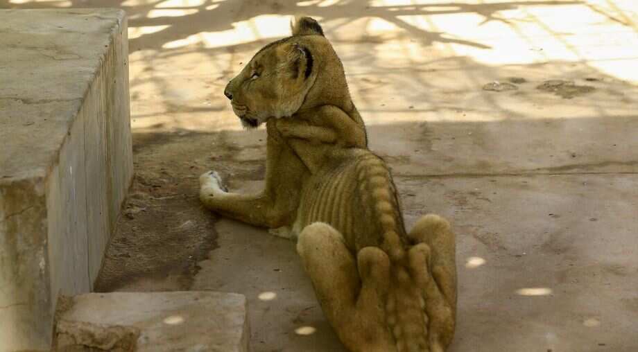 Social Media in uproar after emaciated African lion images go viral