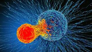 Newly discovered immune cell could help kill all types of cancers: Study