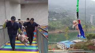 Chinese theme park forces pig to bungee jump as part of stunt, online outrage follows