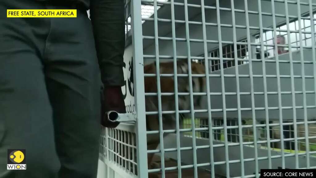 Rescued big cats from Guatemala arrive at South Africa sanctuary