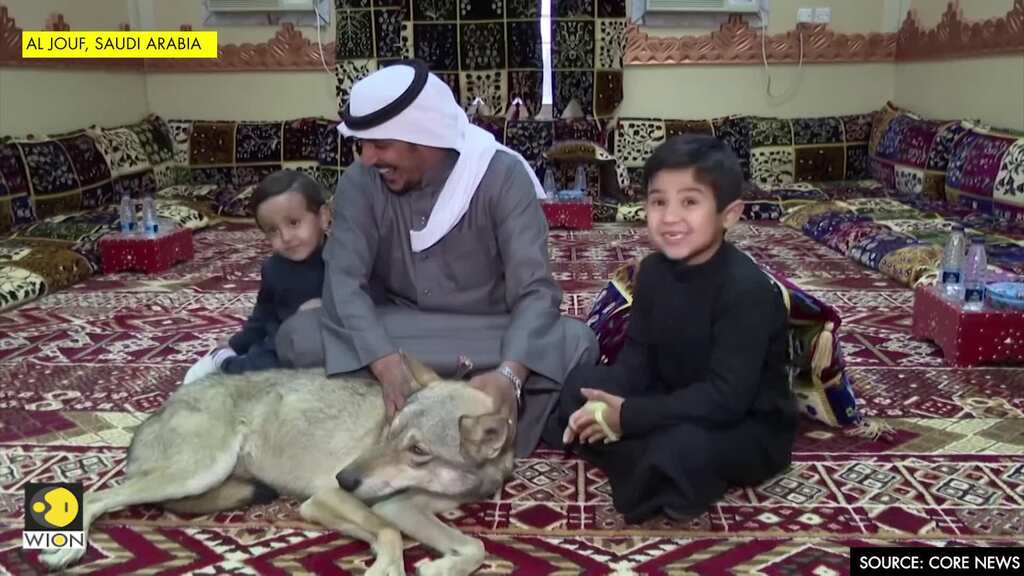 Saudi family shares home with wolves