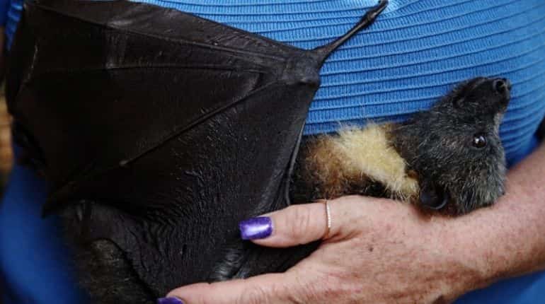 Baby flying foxes orphaned by Australian bushfires get a foster home Baby flying foxes orphaned by Australian bushfires get a foster home