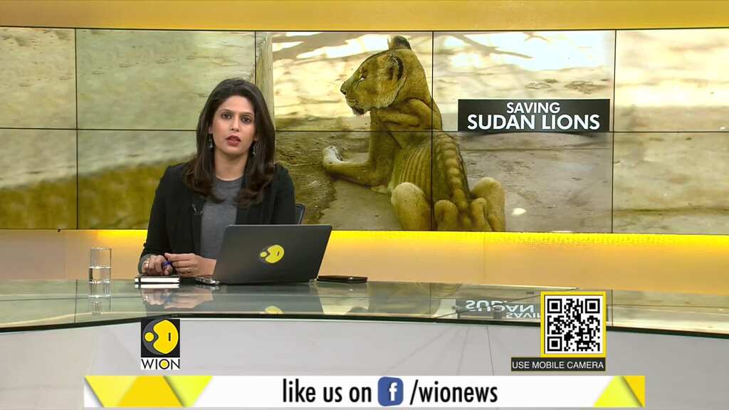 Gravitas: How social media saved Sudan's starving lions