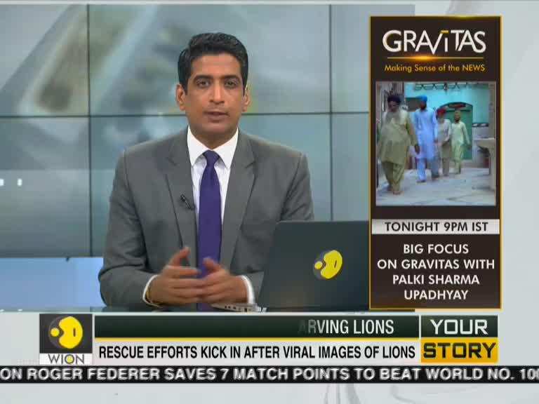 Your Story: Online Campaign Saves Starving Lions