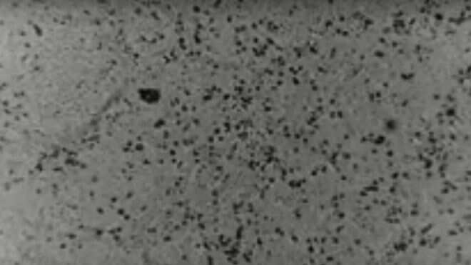 Australians scientists recreate coronavirus first time outside of China Australians scientists recreate coronavirus first time outside of China