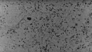 Australians scientists recreate coronavirus first time outside of China