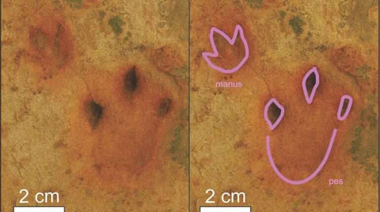 Fossil footprints reveal existence of dinosaurs in South Africa 183 million years ago Fossil footprints reveal existence of dinosaurs in South Africa 183 million years ago
