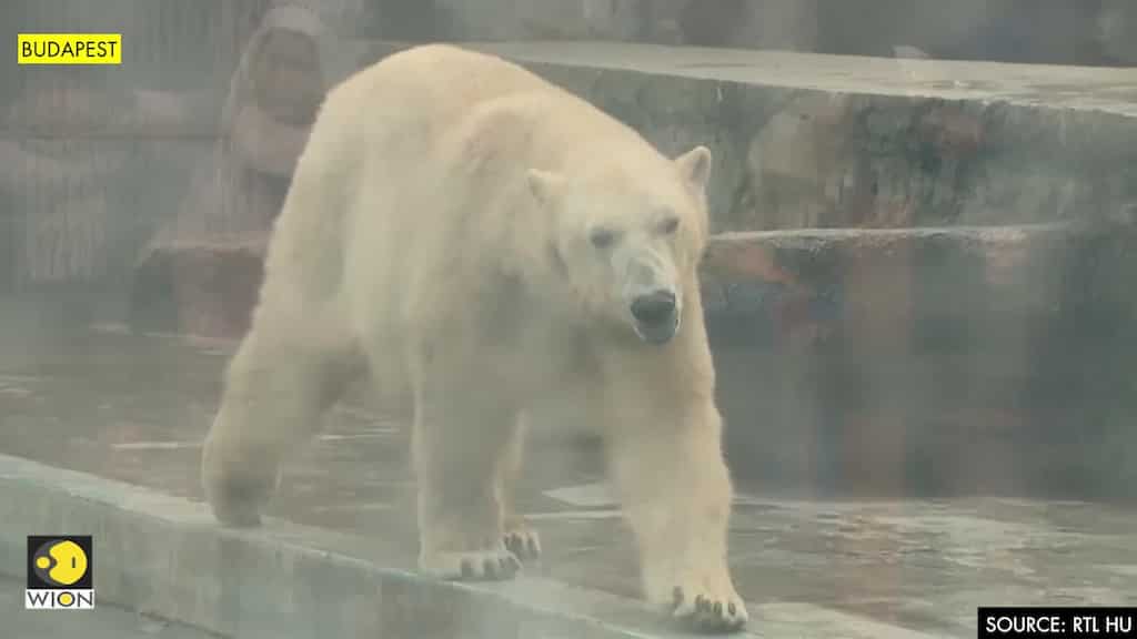Budapest zoo's polar bears reach for meat treats
