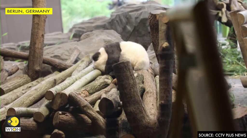 Berlin zoo's panda cubs make public debut five months after birth