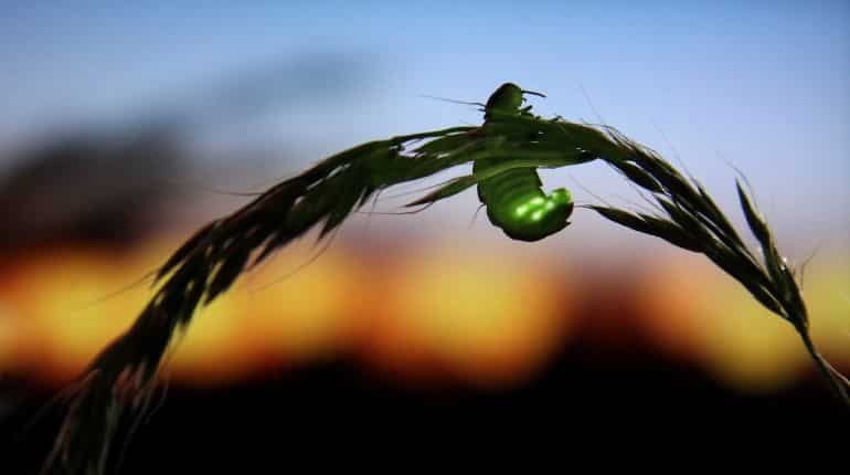 Fireflies on verge of extinction: Study Fireflies on verge of extinction: Study