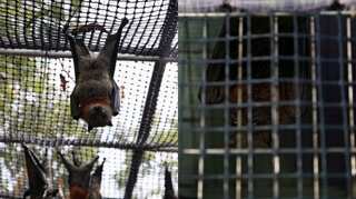 Wild vampire bats socially distance when they are sick, study suggests
