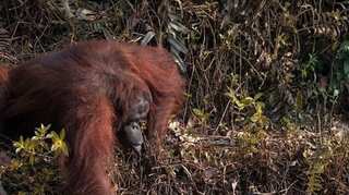 Orangutan tries to save conservationist stuck in a river; a wholesome story from Borneo