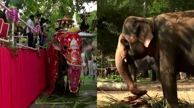 Elephants paraded in annual Buddhist pageant in Sri Lanka Elephants paraded in annual Buddhist pageant in Sri Lanka