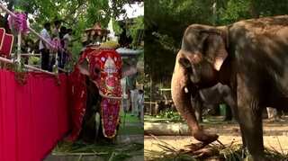 Elephants paraded in annual Buddhist pageant in Sri Lanka
