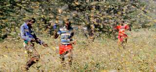 The locust crisis: How are nations tackling the growing menace? 