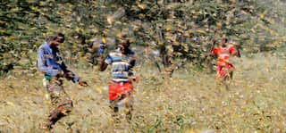 After Kenya & Ethiopia, locusts enter Uganda