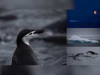 Chinstrap penguins in peril: Colonies in Western Antarctic decline as global warming worsens
