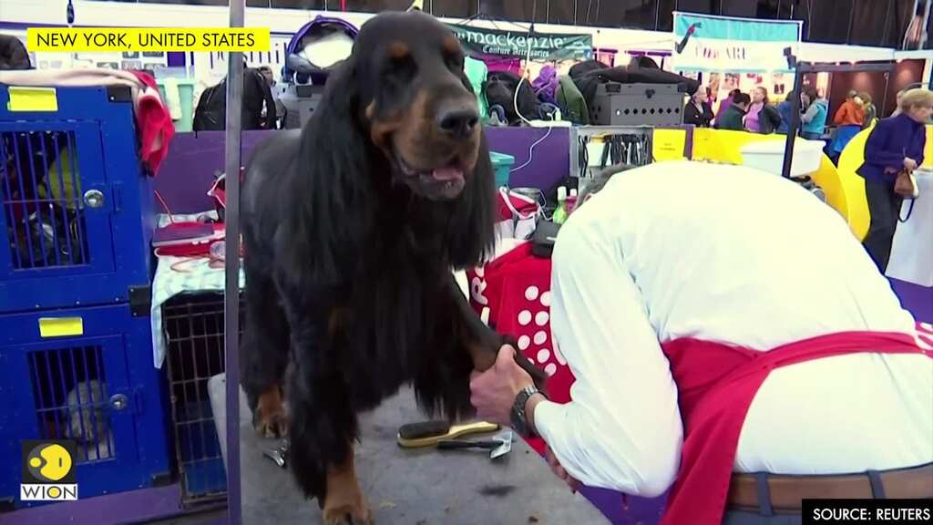 Wipe those paws - dogs groomed at NY's Westminster Show