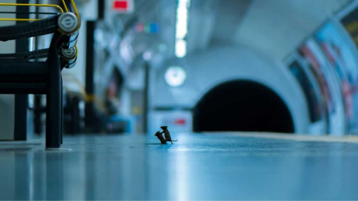 Station Squabble - Submitted by Sam Rowley, UK