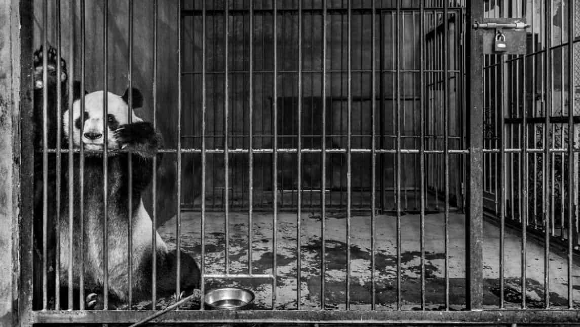 Captive - Submitted by Marcus Westberg, Sweden