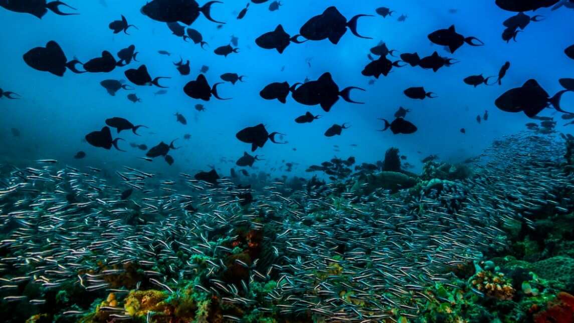 A pulsing sea - Submitted by David Doubilet, USA