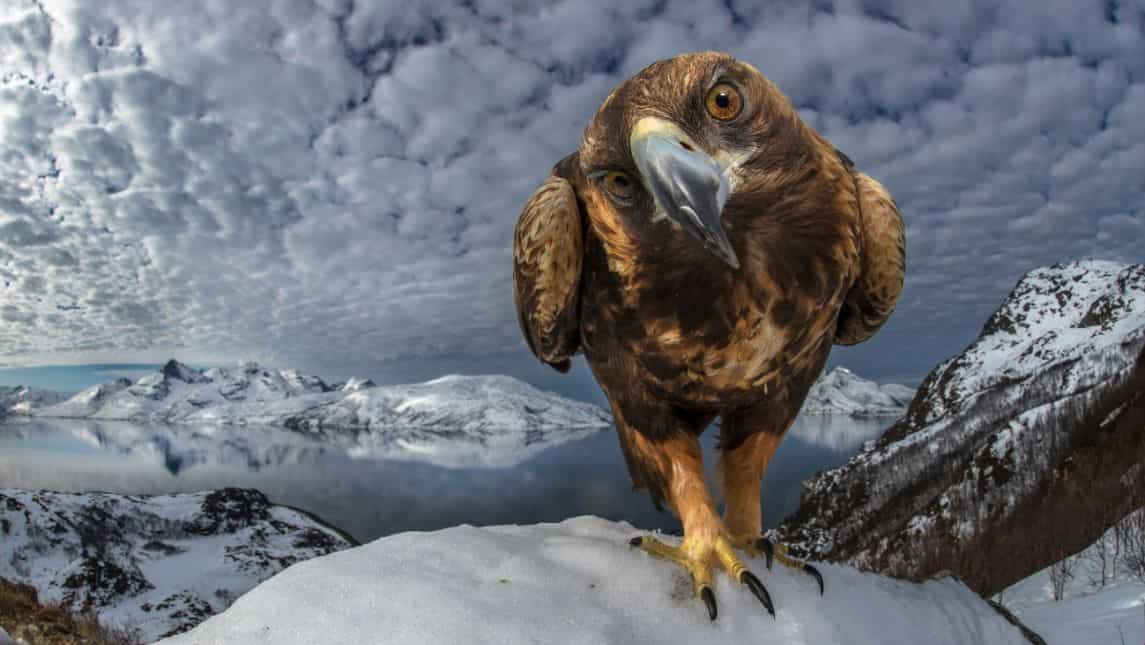 Inquisitive - Submitted by Audun Rikardsen, Norway