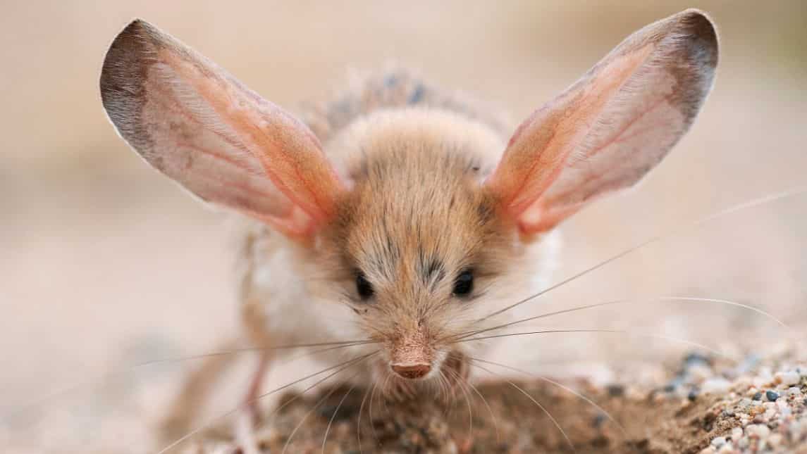 Big ears - Submitted by Valeriy Maleev, Russia