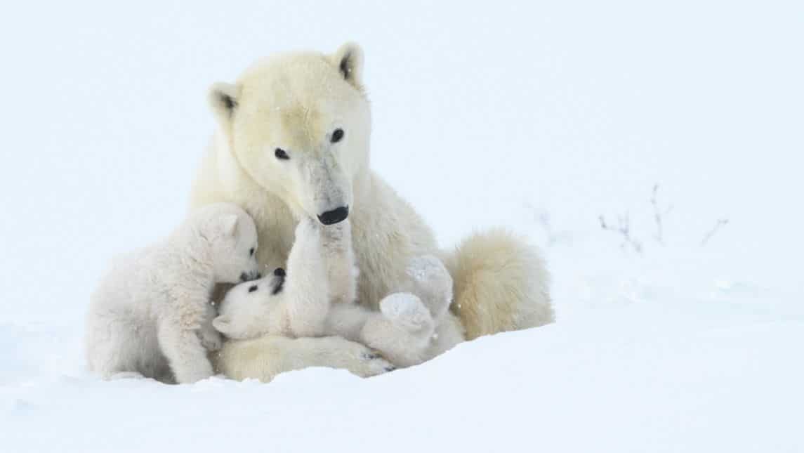 Tender play - Submitted by Steve Levi, USA