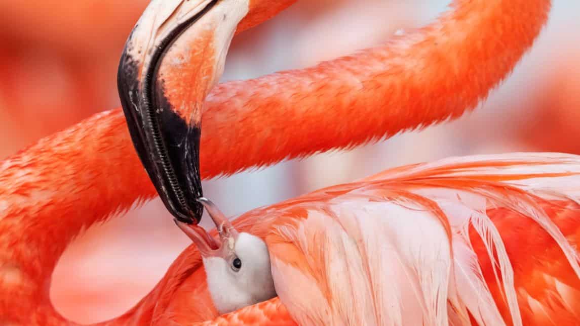 Beak to beak - Submitted by Claudio Contreras Koob, Mexico