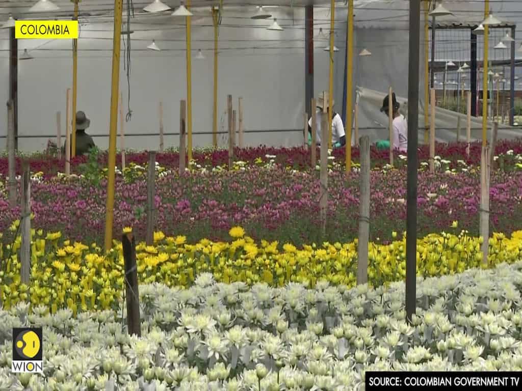 Colombia will seek to double flower exports to $3 bln by 2030