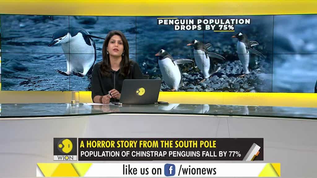 Gravitas: Antarctic penguins are dying