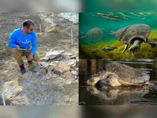 Scientists find new fossils of car-sized prehistoric turtle in South America