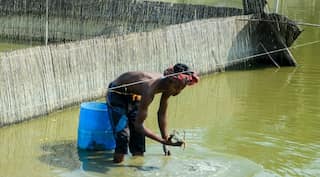 Bangladesh crab farmers feel pinch as coronavirus halts exports