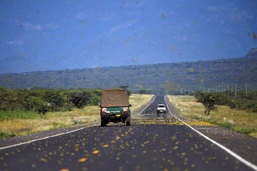 Now, Pakistan may seek China's help to fight locust attack Now, Pakistan may seek China's help to fight locust attack