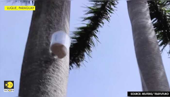 Baby scarlet macaw born in the wild in Paraguay makes public debut