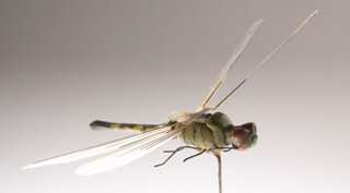 Study says LED streetlights decimating moth numbers in England