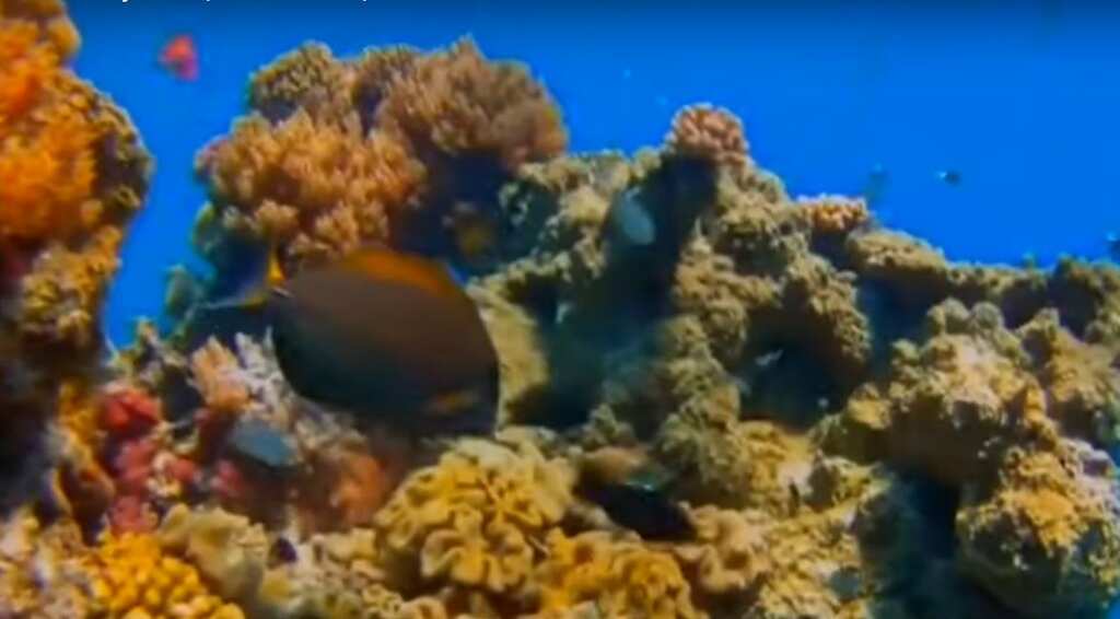 New Study: No coral reefs by 2100