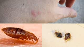 Paris launches new offensive against old enemy, bed bugs