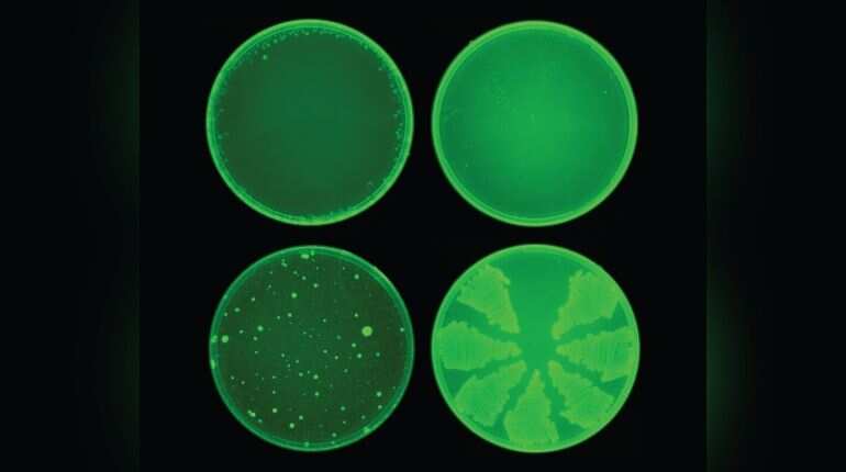 Powerful antibiotic discovered using artificial intelligence for first time Powerful antibiotic discovered using artificial intelligence for first time