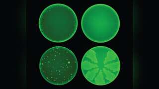 Powerful antibiotic discovered using artificial intelligence for first time